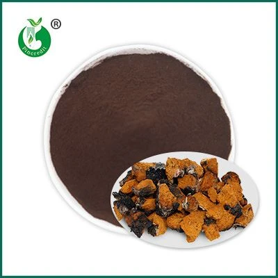 Chaga Extract Poeder