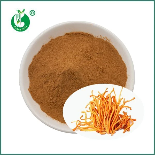 Cordyceps Militaris-extractpoeder